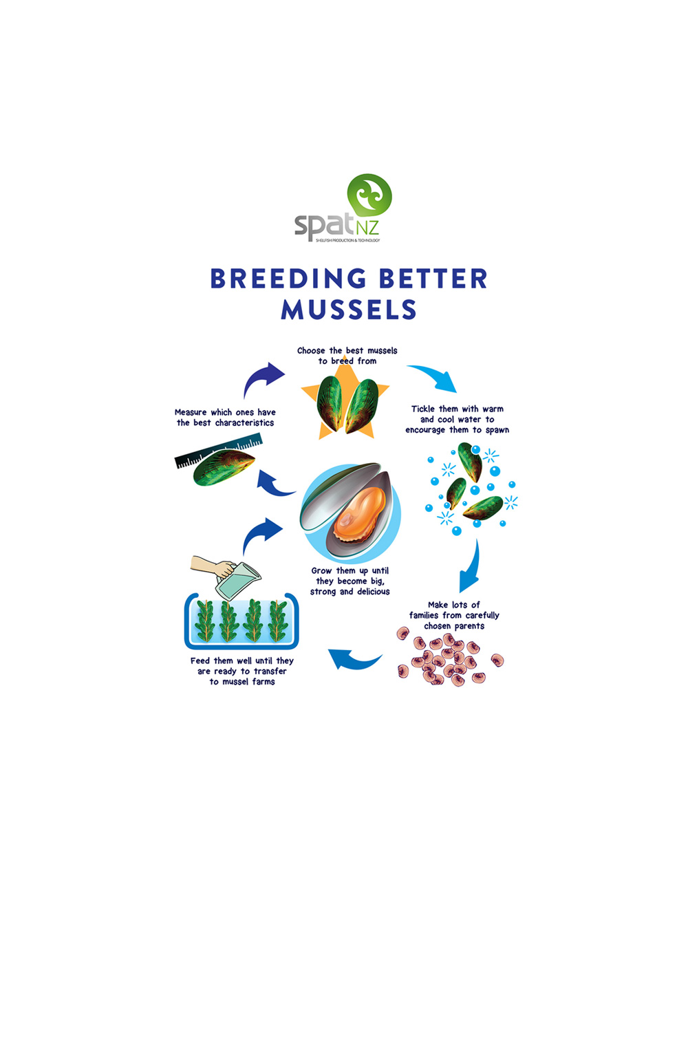 Caption: Mussel breeding schematic