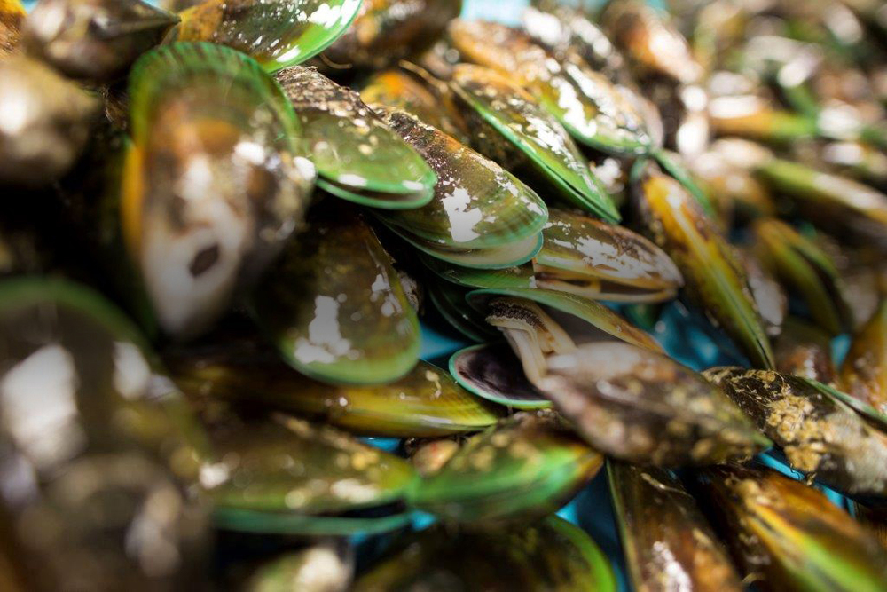 New Zealand Greenshell Mussels (Perna canaliculus) copy.jpg