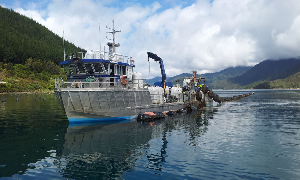 Mussel harvesting.jpg